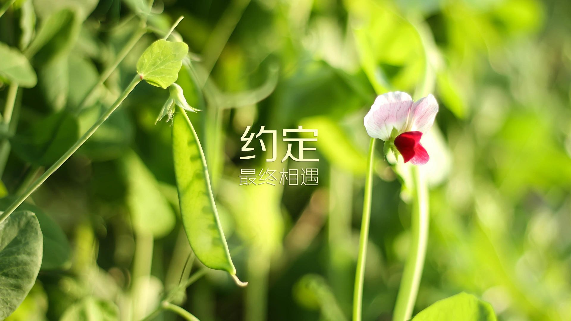 开云-_凯尔特人攻防两端强势，持续领跑联盟_，凯尔特人战术