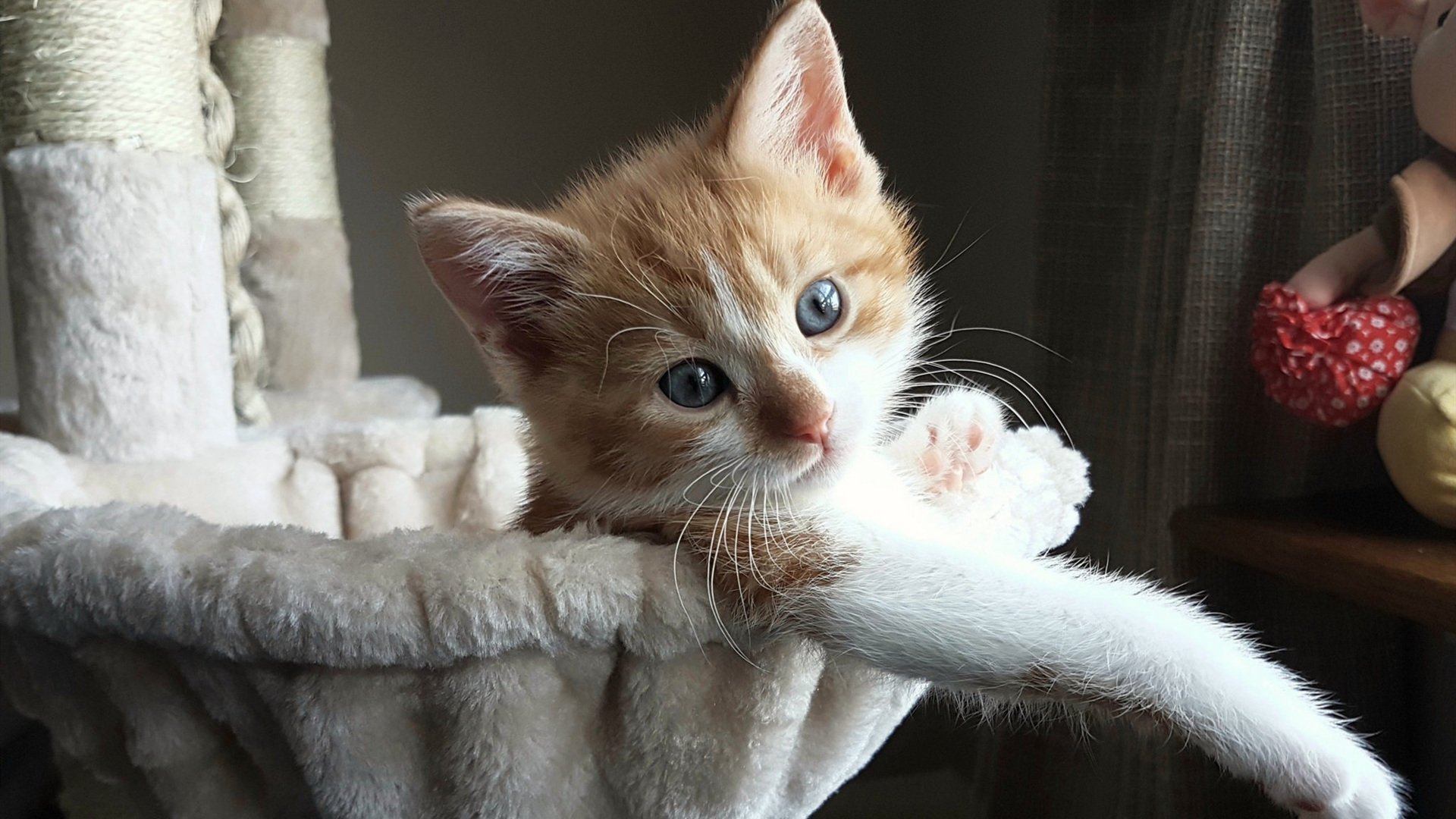 kaiyun登录入口-全国青少年“创新篮球”大赛在成都火热进行，科技与运动融合新体验